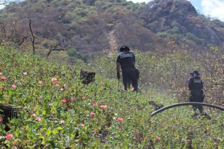 En Sonora y Guerrero, policías federales destruyen sembradíos de marihuana y amapola
