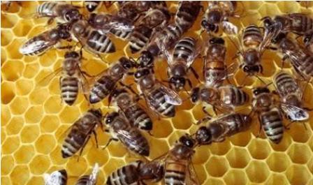Provocaría severa intoxicación sistémica e incluso ser mortal picadura de abejas primaverales: IMSS