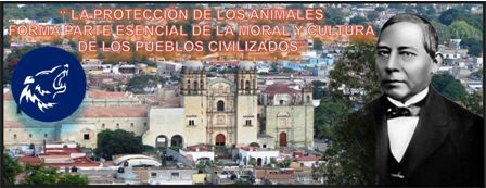 Demandan esterilización gratuita y de calidad a animales de compañía en Oaxaca