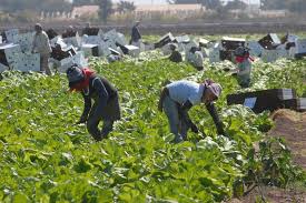 Senado pide a Secretaría del Trabajo garantizar empleo digno para jornaleros agrícolas