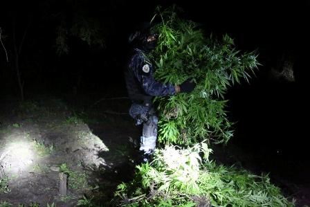 Destruyen dos plantíos de marihuana en Sola de Vega, Oaxaca; contaban con más de seis mil plantas
