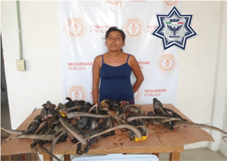 Detiene Policía Estatal a una mujer cuando transportaba 17 iguanas, en Oaxaca