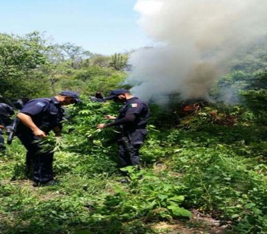 Destruyen Policía Federal y corporaciones del estado de Nayarit cinco sembradíos de marihuana