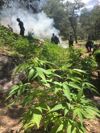 Incinera PGR más de 200 kilogramos de narcóticos en Oaxaca