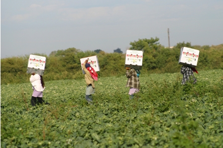 Garantizar en manuales condiciones laborales de jornaleros agrícolas, piden senadores a Sagarpa