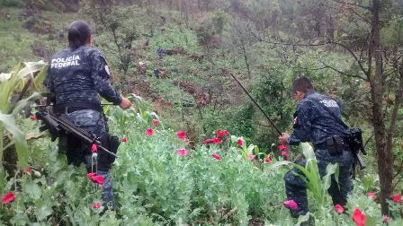 Destruye Policía Federal plantío de amapola en Guerrero; Dos presuntos delincuentes detenidos