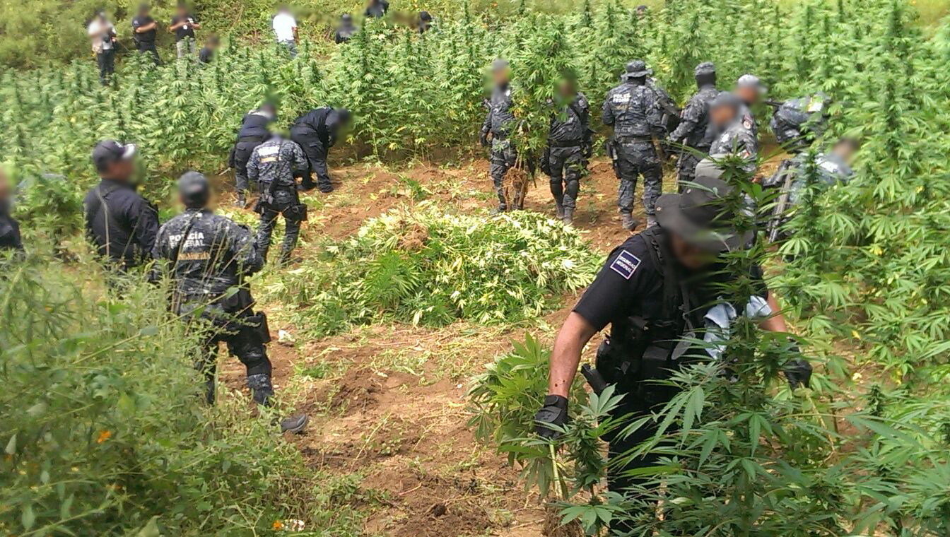 Destruyen Policías Federales unas 100 mil plantas de marihuana en Sonora