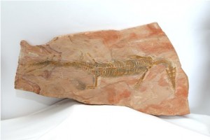 Fósil de mesosaurio (reptil acuático) casi completo en roca sedimentaria de tono rojizo pálido