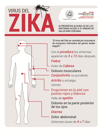 Acéfala para enfrentar al Zika