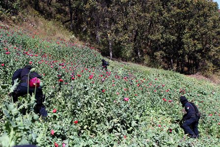 En Guerrero, Policía Federal erradica cultivos de amapola e incinera más de 630 mil plantas