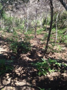 Tres eran de marihuana y cuatro de amapola