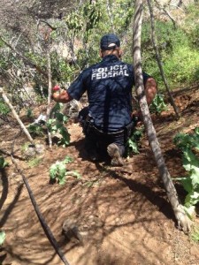 Fueron arrancadas de raíz las plantas de marihuana y amapola.