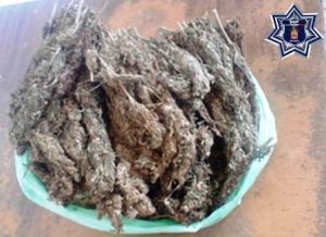 Decomisan mil 500 gramos de hierba seca con las características de la marihuana.