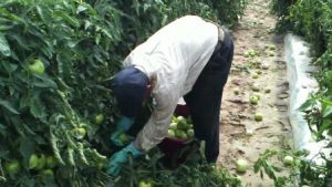 Trabajarán en plantaciones de tomate
