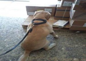 Binomios caninos localizaron 350 cartuchos en un envío de refacciones automotrices, en empresa de mensajería de Nuevo León.
