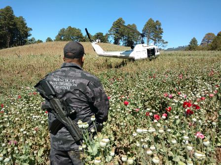 Destruye PGR Oaxaca plantío de amapola de más de 13 mil metros cuadrados