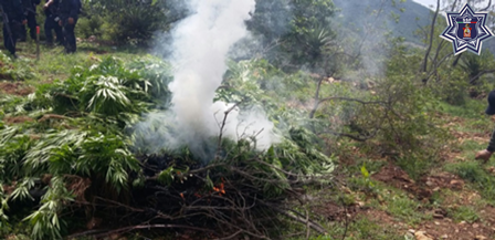 Plantío de marihuana