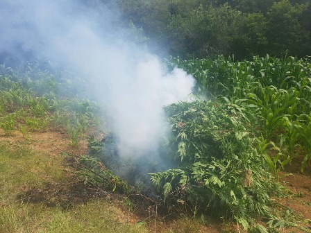Destruye e incinera PGR Oaxaca plantío de marihuana de más de tres mil metros cuadrados