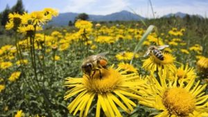 Reconocimiento a apicultores