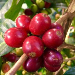 El café Oaxaca se posiciona como uno de los mejores del país.