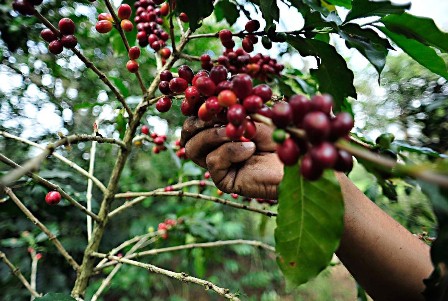 Obtiene Oaxaca Declaración General de Protección de la Denominación de Origen del café “Pluma”