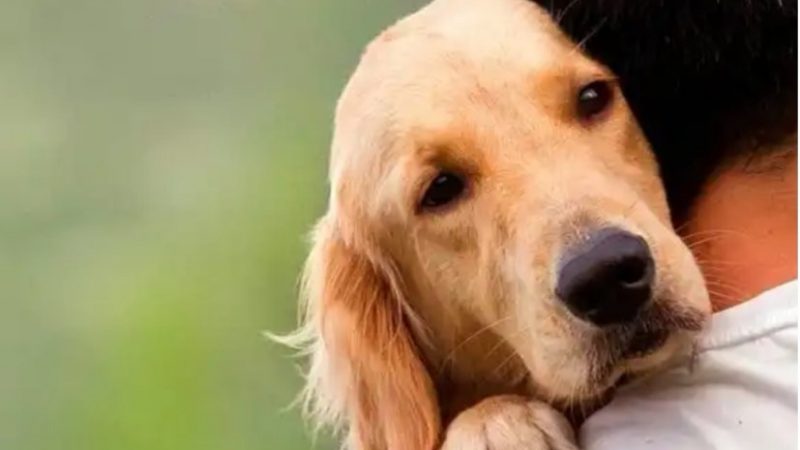 Esto hay que hacer si envenenan a tu mascota