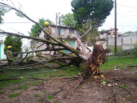 Reportan caída de ocho árboles por lluvia y viento fuerte en tres municipios: CEPCO
