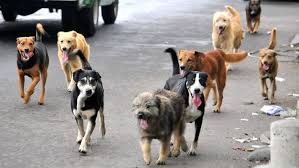 Buscan controlar sobrepoblación de perros callejeros mediante programas de esterilización