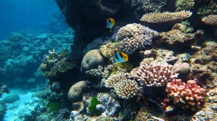 En Islas Caimán destruirán arrecifes de coral para permitir más cruceros