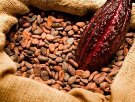 Abandonadas totalmente 60 por ciento de las hectáreas dedicadas al cultivo de cacao
