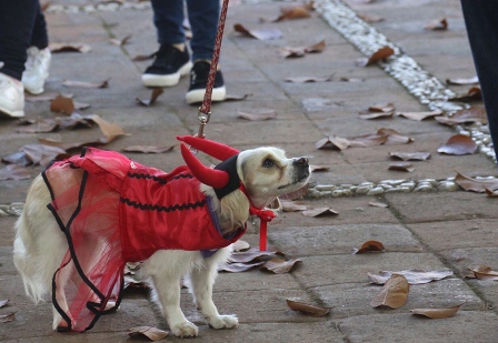 Convocan al Quinto Festival del Terror Perruno “Disfraza a tu mascota”