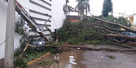 Provoca lluvia con viento caída de árboles en municipios de Oaxaca: CEPCO