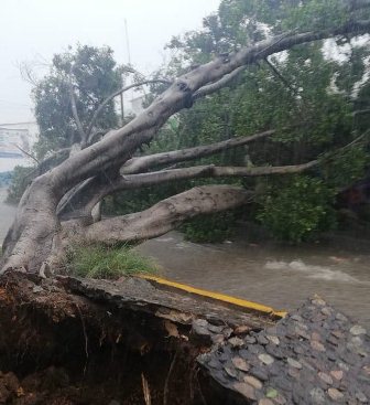 Atiende Ayuntamiento de Oaxaca cuatro incidentes por árboles caídos debido a las lluvias
