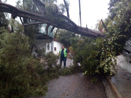 Reportan caída de 23 árboles por las lluvias en la capital oaxaqueña