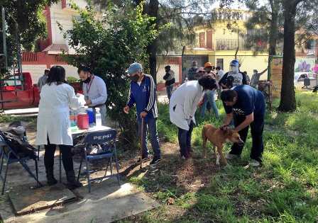 Cumple Oaxaca 20 años sin rabia humana por mordedura de perro: SSO