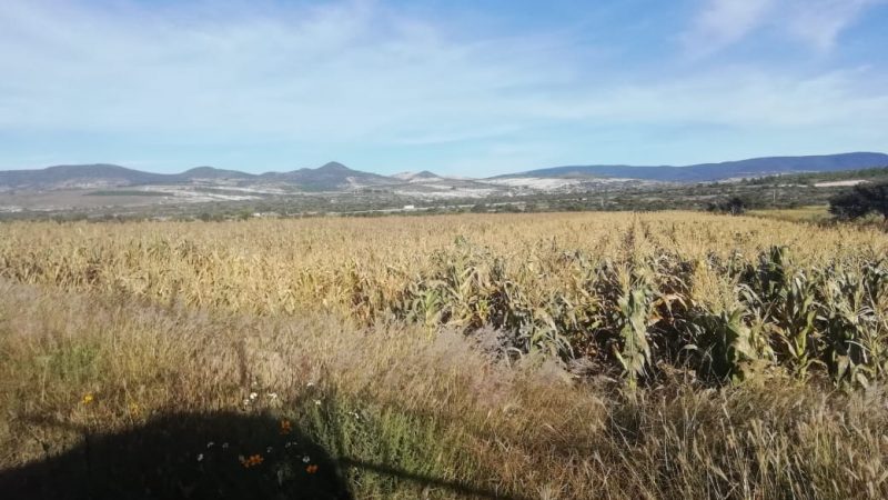 Helada quema cultivos en la Región Chocholteca de Oaxaca