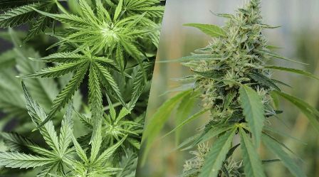 Regulación del cáñamo debe diferenciarse de la de la marihuana, señala reporte del IBD