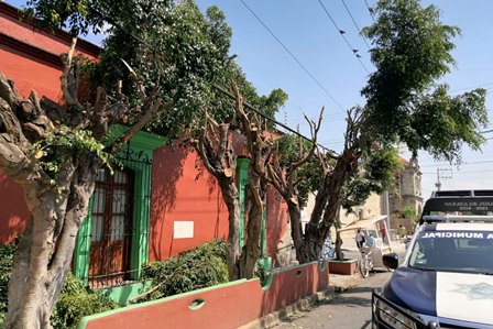 Atiende Ayuntamiento denuncia por poda irregular de árboles en el Barrio de los Siete Príncipes