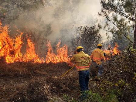 Se mantienen activos seis incendios forestales en Oaxaca: Coesfo