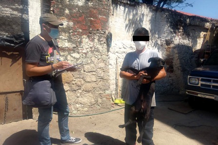 Atiende Ayuntamiento de Oaxaca de Juárez denuncia sobre presunto caso de maltrato animal
