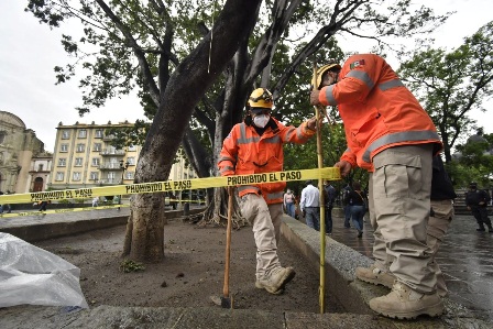 Acordonan áreas del Zócalo y Alameda ante posibles afectaciones en el arbolado por lluvias