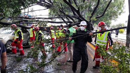 Rescata Protección Civil Municipal y Bomberos a personas atrapadas en vehículo por caída de un árbol