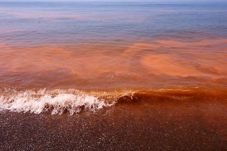 Detectan Marea Roja