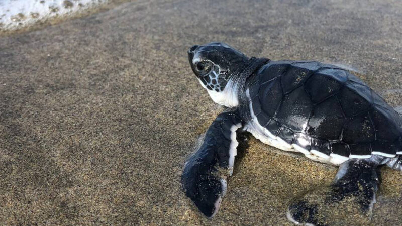 CAMPAMENTOS TORTUGUEROS EN MÉXICO LUCHAN POR PROTEGER EL OCÉANO QUE NOS DA VIDA