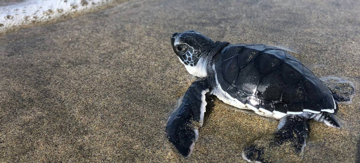 CAMPAMENTOS TORTUGUEROS EN MÉXICO LUCHAN POR PROTEGER EL OCÉANO QUE NOS DA VIDA