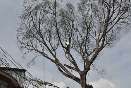 Coordina Ayuntamiento de Oaxaca derribo de árbol en mal estado, en la colonia Santa María