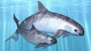 Demandan al ejecutivo rediseñar estrategias para evitar extinción de la vaquita marina