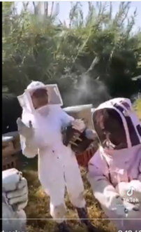 Ecocidio en Oaxaca, asesinan a unas 300 mil abejas, de apiario de dos niñas Video