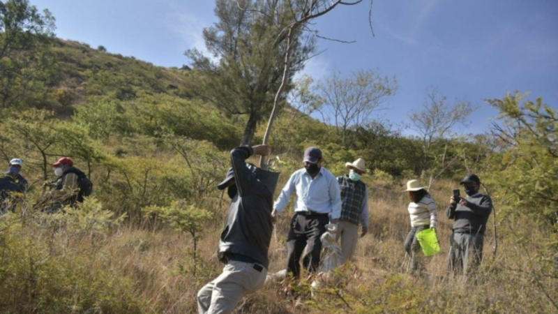 Reforestan área comunal de San Martín Mexicapan comisariado de bienes comunales y regidora de Medio Ambiente de municipio de Oaxaca  -Video-