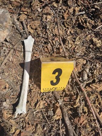 Localizan restos humanos durante operativo de búsqueda en Valles Centrales, de Oaxaca